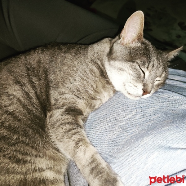 Tekir Kedi, Kedi  Duman fotoğrafı