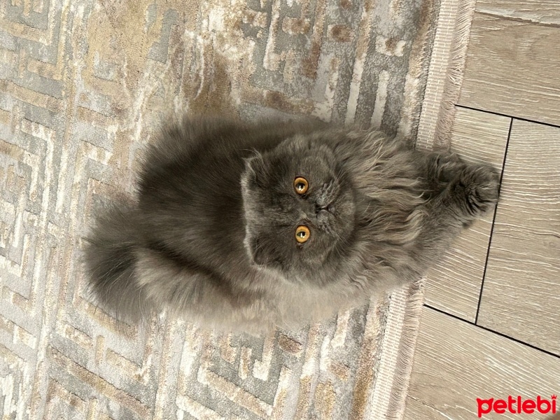 Scottish Fold, Kedi  Gölge fotoğrafı
