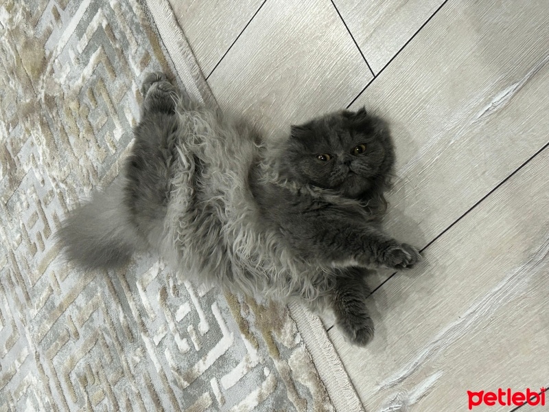 Scottish Fold, Kedi  Gölge fotoğrafı