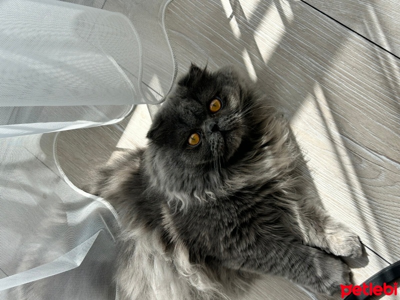 Scottish Fold, Kedi  Gölge fotoğrafı