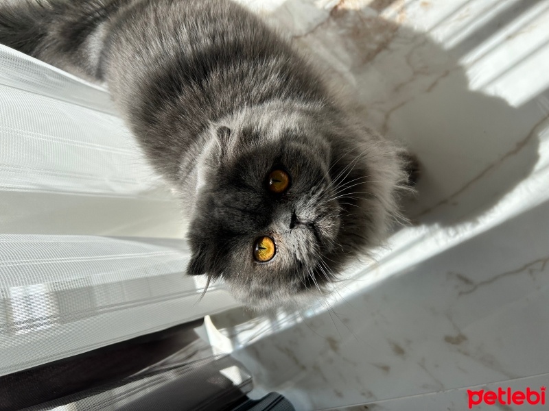 Scottish Fold, Kedi  Gölge fotoğrafı