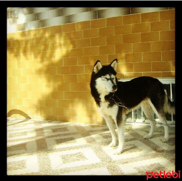Sibirya Kurdu (Husky), Köpek  DAİSY(PAPATYA) fotoğrafı