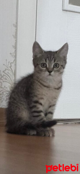 British Shorthair, Kedi  Karamel fotoğrafı