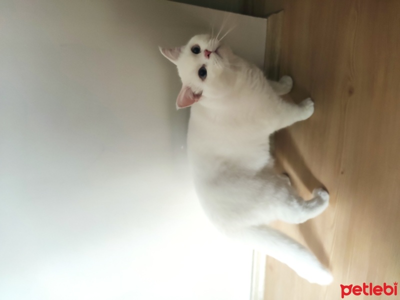 British Shorthair, Kedi  BULUT fotoğrafı
