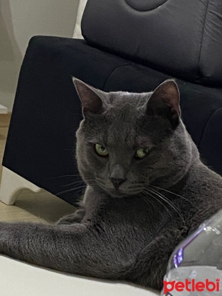 Mavi Rus, Kedi  Gölge fotoğrafı