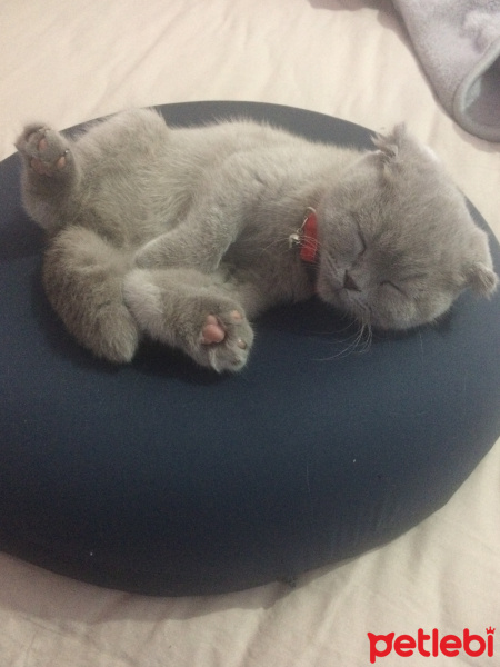 Scottish Fold, Kedi  ÇAKIR fotoğrafı