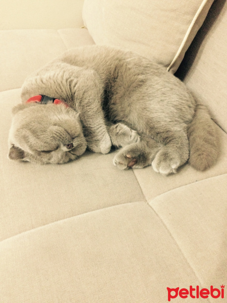 Scottish Fold, Kedi  ÇAKIR fotoğrafı