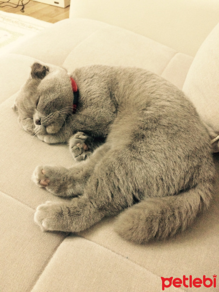 Scottish Fold, Kedi  ÇAKIR fotoğrafı