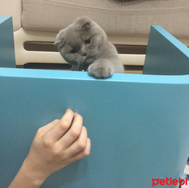 Scottish Fold, Kedi  ÇAKIR fotoğrafı