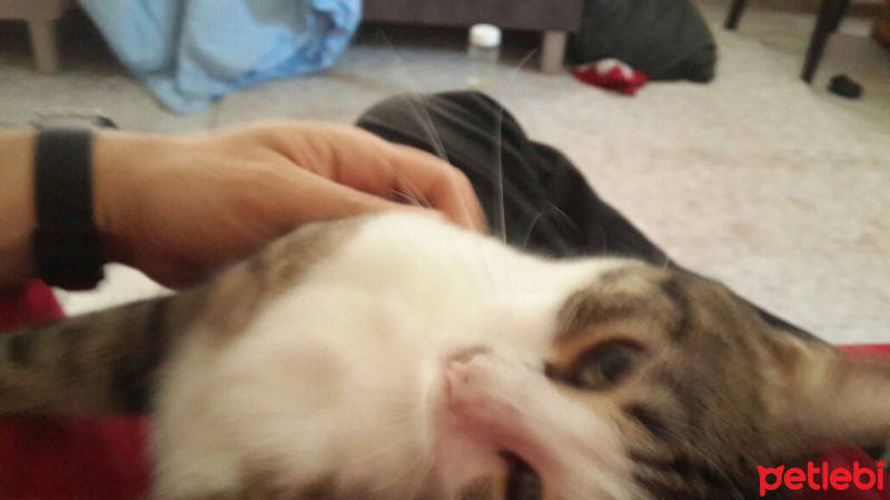 Tekir Kedi, Kedi  Duman fotoğrafı