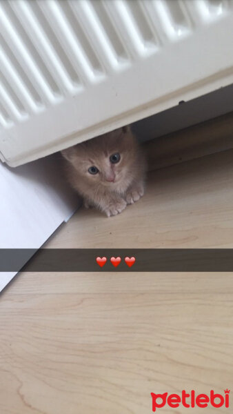 Soke, Kedi  Leo fotoğrafı