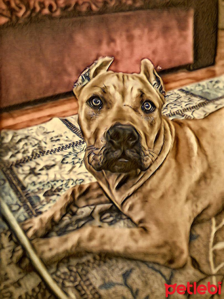 Amerikan Staffordshire Terrier, Köpek  Aztec fotoğrafı