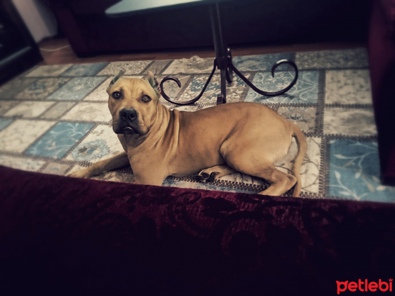 Amerikan Staffordshire Terrier, Köpek  Aztec fotoğrafı