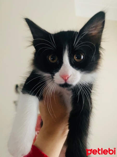 Tuxedo (Smokin) Kedi, Kedi  Chiwash fotoğrafı