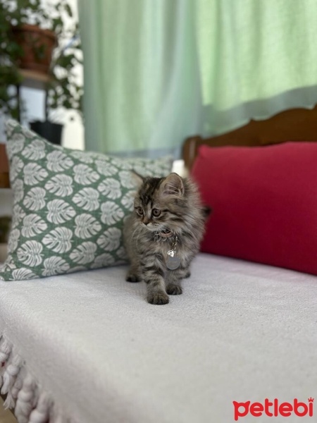 British Longhair, Kedi  Tarçın fotoğrafı