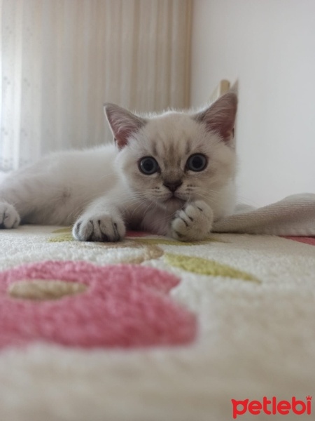 British Shorthair, Kedi  Pamuk fotoğrafı