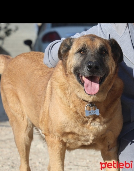 Alabay (Alabai), Köpek  Max fotoğrafı