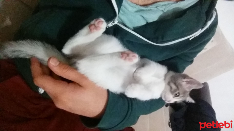 Tekir Kedi, Kedi  Patik fotoğrafı