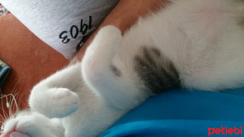 Tekir Kedi, Kedi  Patik fotoğrafı