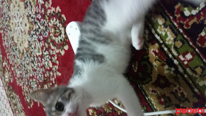 Tekir Kedi, Kedi  Patik fotoğrafı