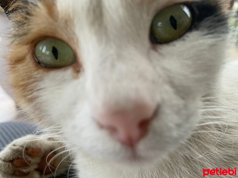 Tekir Kedi, Kedi  Süt fotoğrafı