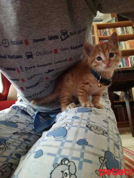 York Chocolate, Kedi  Kedi fotoğrafı