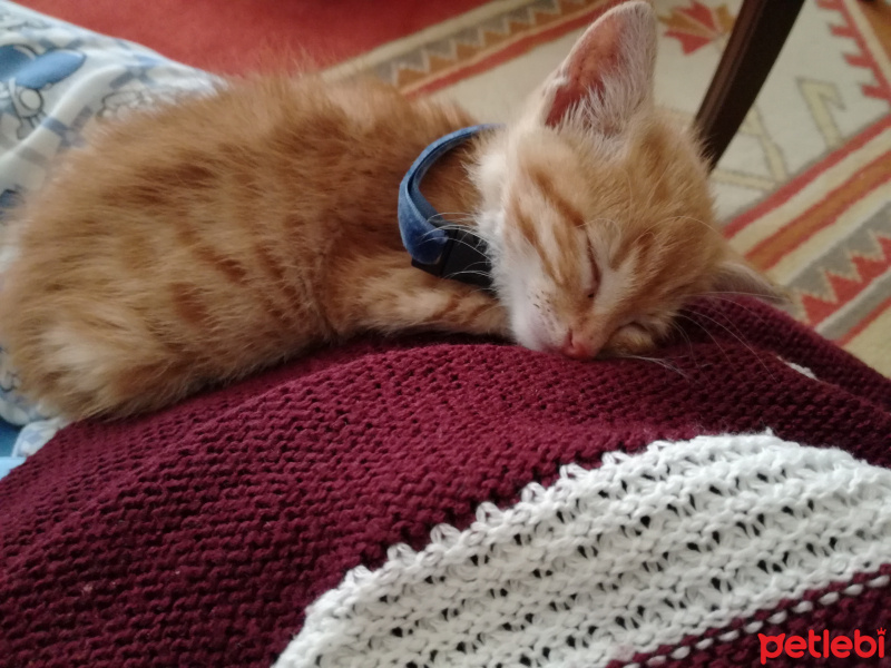 York Chocolate, Kedi  Kedi fotoğrafı