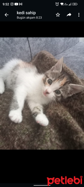 Tekir Kedi, Kedi  Karamel fotoğrafı