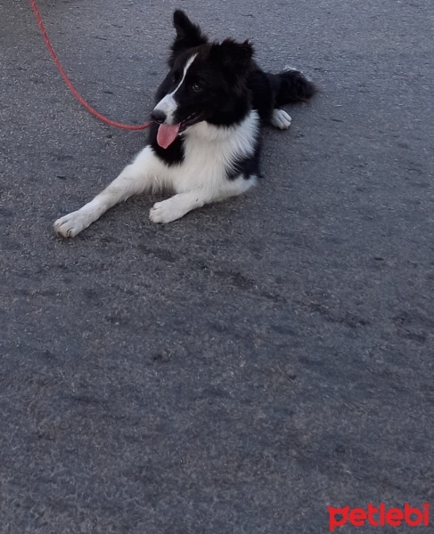 Border Collie, Köpek  Sirius fotoğrafı