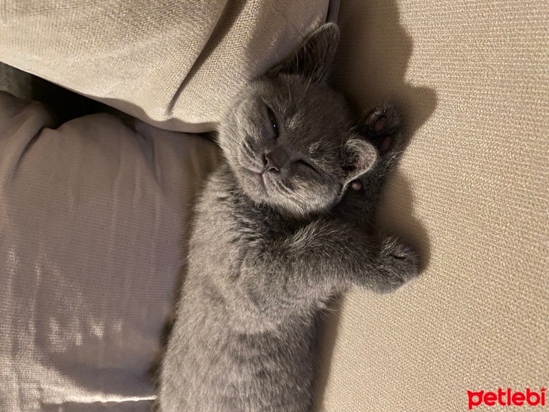 British Longhair, Kedi  Üzüm fotoğrafı