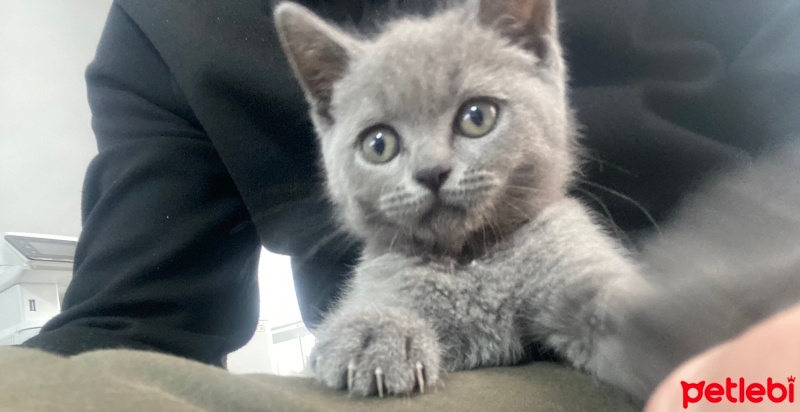 British Longhair, Kedi  Üzüm fotoğrafı