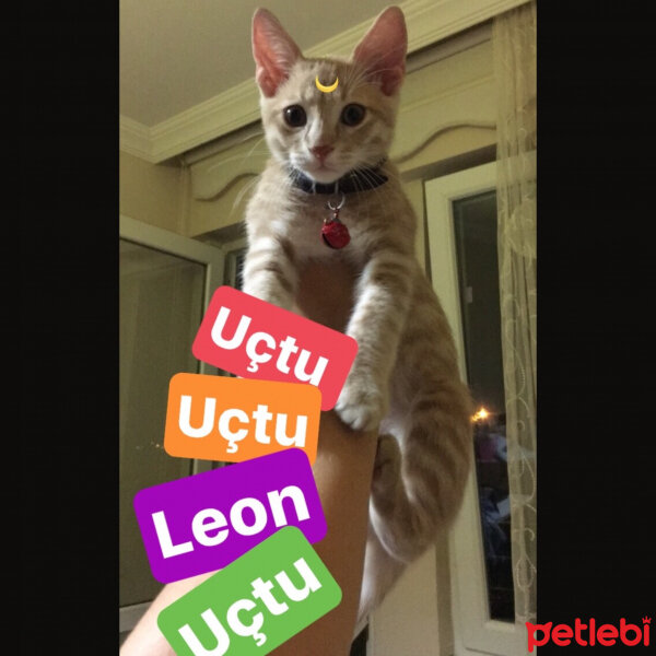 Tekir Kedi, Kedi  Leon fotoğrafı