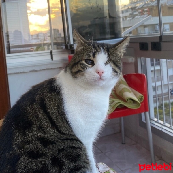 Tekir Kedi, Kedi  kaneki fotoğrafı