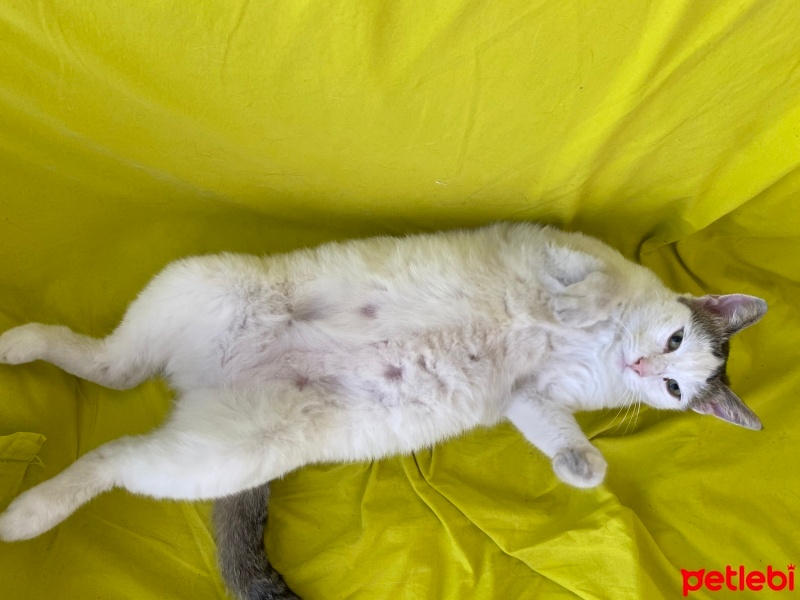 Tekir Kedi, Kedi  sakiz fotoğrafı