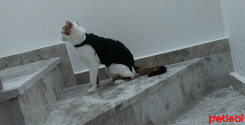 Tekir Kedi, Kedi  Tarçın fotoğrafı