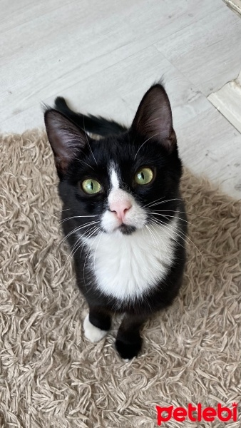 Tuxedo (Smokin) Kedi, Kedi  Onyx fotoğrafı