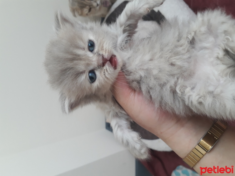 Scottish Fold, Kedi  Scottish fold yavruları fotoğrafı