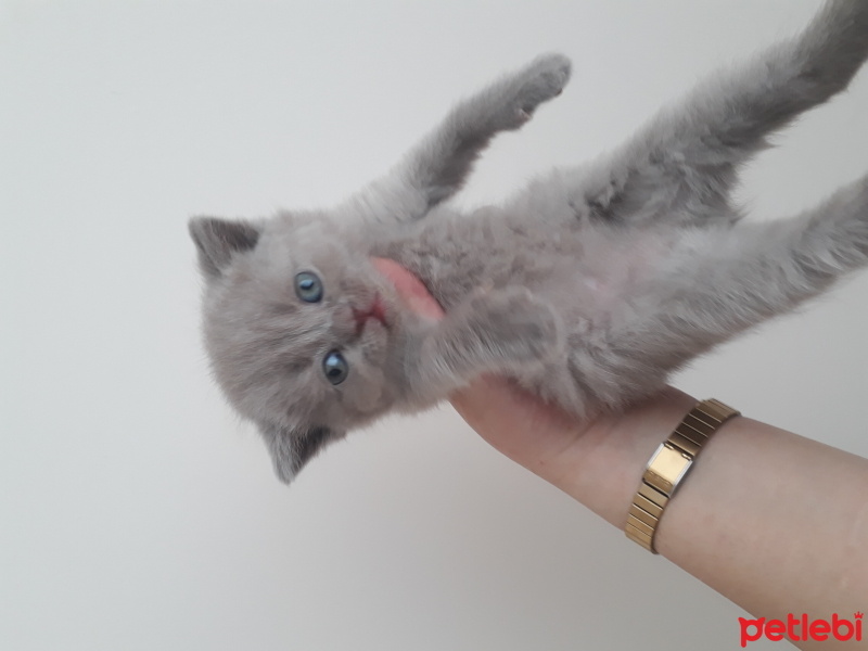 Scottish Fold, Kedi  Scottish fold yavruları fotoğrafı
