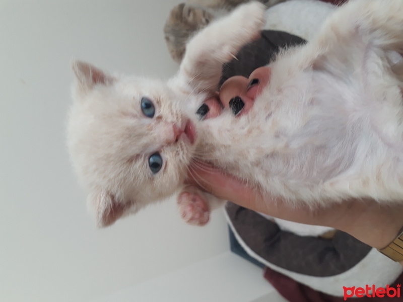 Scottish Fold, Kedi  Scottish fold yavruları fotoğrafı