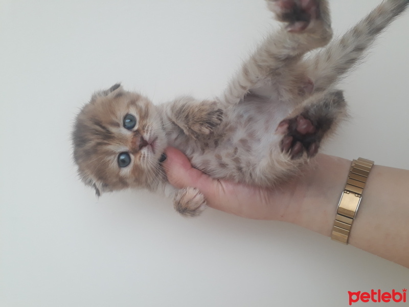 Scottish Fold, Kedi  Scottish fold yavruları fotoğrafı