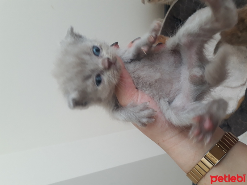 Scottish Fold, Kedi  Scottish fold yavruları fotoğrafı