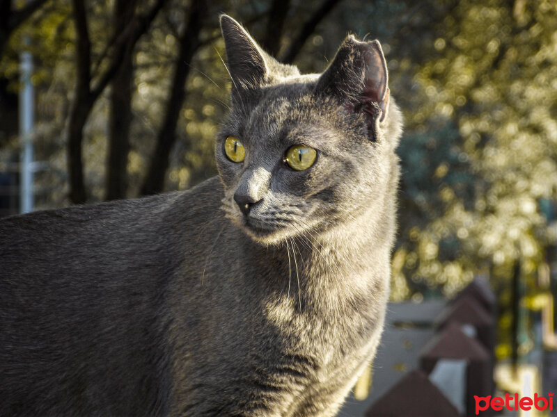 Mavi Rus, Kedi  Yin fotoğrafı