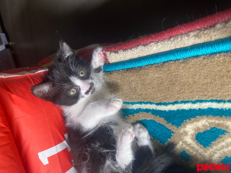 Tekir Kedi, Kedi  minnoş fotoğrafı