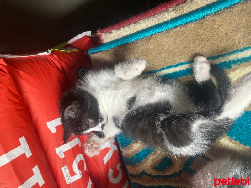 Tekir Kedi, Kedi  minnoş fotoğrafı