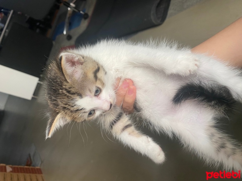 Tekir Kedi, Kedi  bıdık fotoğrafı