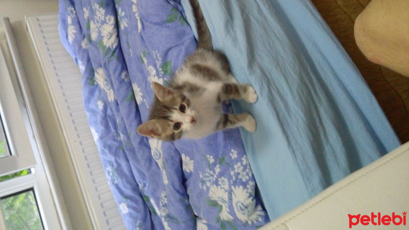 Tekir Kedi, Kedi  Mia fotoğrafı