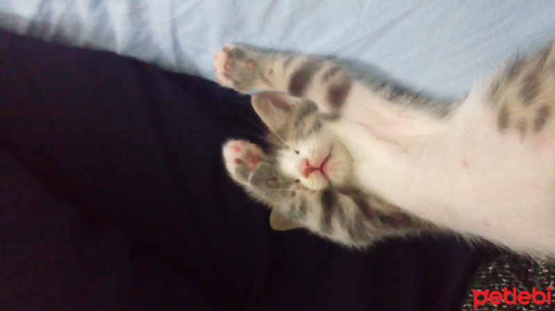 Tekir Kedi, Kedi  Mia fotoğrafı