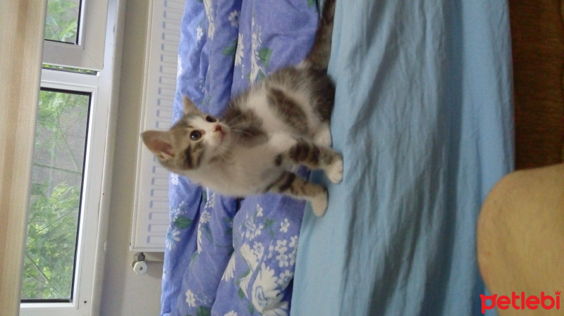 Tekir Kedi, Kedi  Mia fotoğrafı