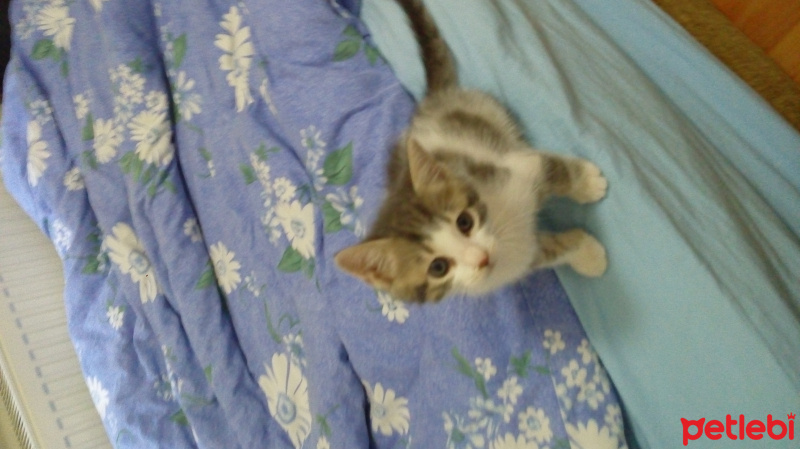 Tekir Kedi, Kedi  Mia fotoğrafı