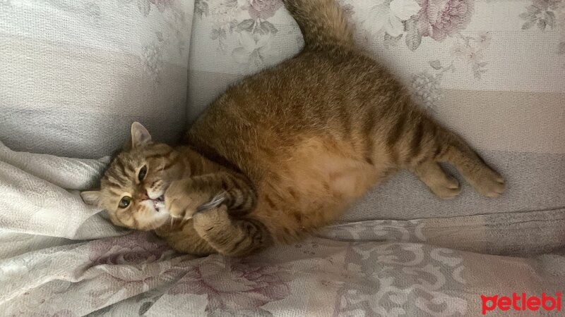 British Shorthair, Kedi  Nisannn fotoğrafı